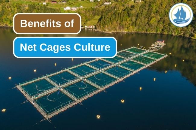 11 Benefits of Net Cages as a Fish Farming Methods